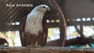 Brahminy kite Sound Asia Animals [upl. by Anastos]