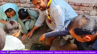 Trees 🌳 plantation by Shayan Public school jacobabad pakistani plants tree [upl. by Blalock]