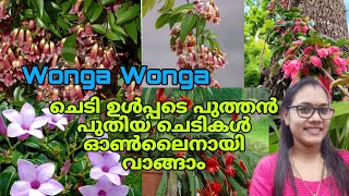 🥰🤩🌺 പുതിയ ചെടികൾക്കൊപ്പം Wonga Wonga ചെടിയും ഇതാ വിൽപ്പനക്കെത്തിgardening [upl. by Miran]