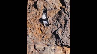 Condor  Patagonia National Park Argentina [upl. by Michaela]