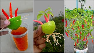 Amazing propagation for grow chili plant at home  Water propagation for gardening [upl. by Arteid]