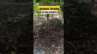 LANZONES FARMING FERTILIZER  CALCIUM CARBONATE countrymusic nature adayinmylife lanzones [upl. by Hopper]