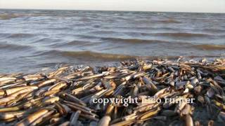 Nederland eiland Schiermonnikoog [upl. by Imar]