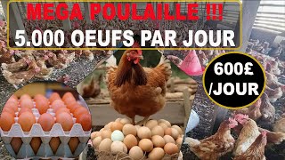 Devenir Millionnaire en 2 Ans avec LElevage des Poules Pondeuses [upl. by Enitsugua]