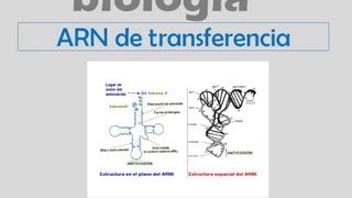 ARN de transferencia ARNt [upl. by Casandra78]