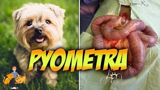 The Emergency Pyometra in Dogs Risks Symptoms  Treatment [upl. by Elleunamme]