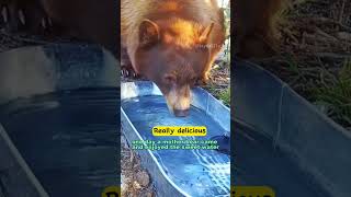 Animals in the garden seek water shortvideo animals bear deer shorts [upl. by Sudnak246]