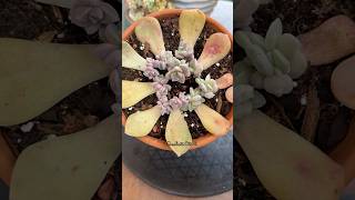 Succulent Leaf Propagation Update 🪴 succulents propagatesuculentas [upl. by Sloan]