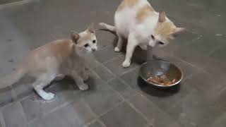 The life of stray cats at night helping stray cats survive Cat feeding programs cat behavior problem [upl. by Adnamor]