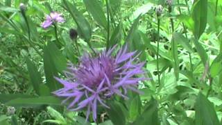 MyNatureapps Identifying Brown Knapweed Centaurea jacea [upl. by Caroline537]