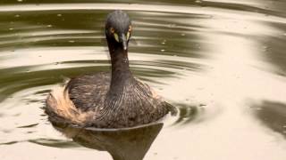 Australasian Grebe Tachybaptus novaehollandiae ♂  Australischer Zwergtaucher [upl. by Nayarb48]