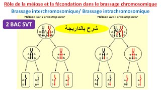 Rôle de la méiose et la fécondation dans le brassage chromosomique 2BAC SVT شرح بالداريجة [upl. by Intyre]