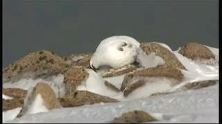 Ptarmigan  Cairngorms Scotland  BBC  9th March 2016 [upl. by Klinges]