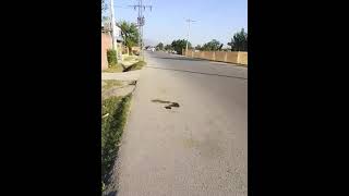 Main Bypass road Topi Swabi kpk  ytshorts  janan vlogs [upl. by Andrea545]