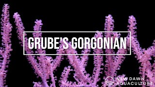 Grubes Gorgonian [upl. by Haimirej874]