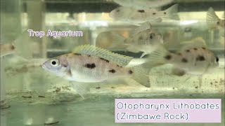 Otopharynx Lithobates Zimbawe rock Natural Coloured [upl. by Maurine]