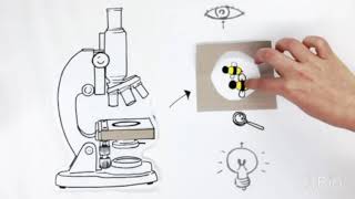 What is fluorescence microscopy [upl. by Aedni147]