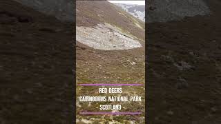 Scotland  Cairngorms National Park [upl. by Sungam150]