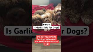 Garlic for Dogs Part 4 [upl. by Hearsh772]