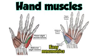 Hand Muscles Anatomy  Thenar Muscles  Hypothenar Muscles [upl. by Bodrogi]