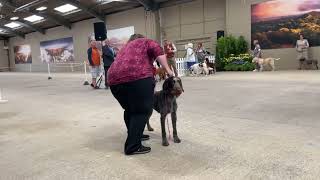 National Gundog 2024 Best in Show [upl. by Ellenrad]