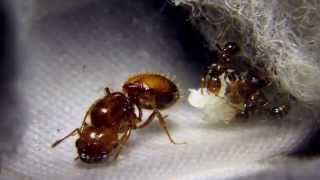 Solenopsis geminata Tropical Fire Ant First Liquid Meal [upl. by Oderfigis]