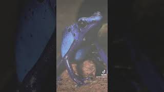 Dendrobates tinctorius Azureus froggies frog animals amphibian frogging pets dartfrog [upl. by Akire971]