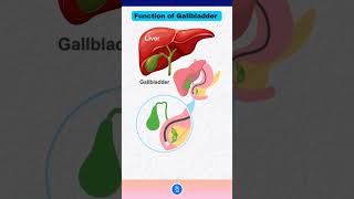 Function of Gallbladder Bile Secretion and Fat Digestion [upl. by Are]