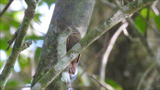 Plain Xenops in Honduras [upl. by Oiramel199]