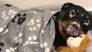 Rescue dog snuggles with toy for comfort [upl. by Ena]