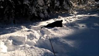 Giant Schnauzer Heidi in deep snow and on hind legs [upl. by Allekim]