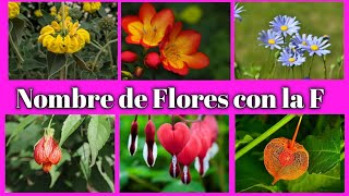 NOMBRES DE FLORES QUE EMPIEZAN CON LA LETRA F🌺 [upl. by Puttergill]