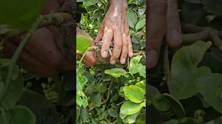 Simble airlayaring limekerala lemonfarm [upl. by Ydnat284]