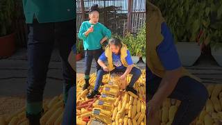 A very helpful tool for rural farmers to deseed maize shorts satisfying agriculture [upl. by Aniala]