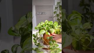 Stunning Pothos Varieties 🪴💚 indoorplants pothos shorts plants [upl. by Aivatnohs831]