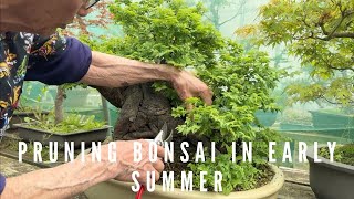 Pruning Bonsai In Early Summer [upl. by Velleman287]