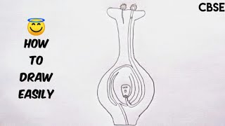 How to draw germination of pollen on stigma  Easy way to draw germination of pollen on stigma [upl. by Craw685]