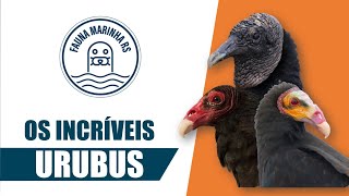 Os incríveis urubus [upl. by Trebleda]