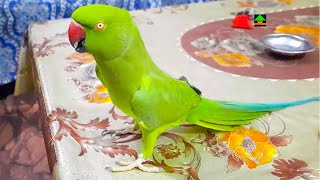 Gorgeous Female Ringneck Talking Parrot [upl. by Zadoc]