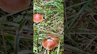 Včerejší Hřibová smršť mushroom fungi houby grzyby boletus nature porcini pilze funghi fyp [upl. by Wendell909]