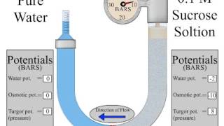 osmometer [upl. by Adalia]