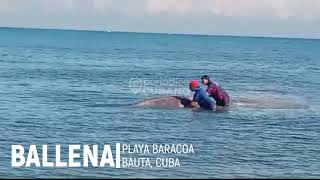 Pobladores de Playa Baracoa en Bauta avistan una ballena cerca de la orilla [upl. by Eula]