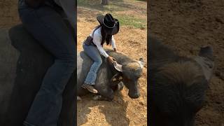 Asi de domain un buffalo en el llano🐃💞llanera colombia llanura viralshort shortsfeed [upl. by Raye]