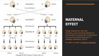 Maternal Effect  Maternal effect vs Cytoplasmic Inheritance  GATE IITJAM CSIR NET  GBSV [upl. by Ruttger]