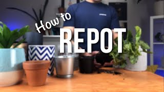 How to repot a plant  Beginners Guide to Repotting [upl. by Yates]