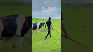 Dairy Farmer Attitude😎🔥 Abhay Pawale Dairy Farm👑🔝 foryou youtubeshorts dairyfarm shorts [upl. by Yengac662]