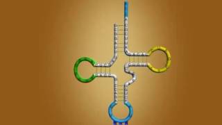 tRNa general function [upl. by Rafaelia493]