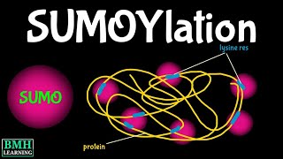 SUMOYlation  SUMO Protein  Post Translational Modifications [upl. by Adest858]