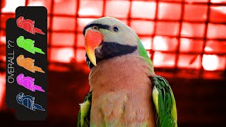 Moustache Parakeet The Best Pet Parrot [upl. by Ecarret]