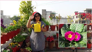 How to Grow and Care Prim Rose  Primula Plant  Merry Christmas [upl. by Ymereg]